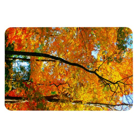 Herfst gebladerte in het park magneet (Horizontaal)