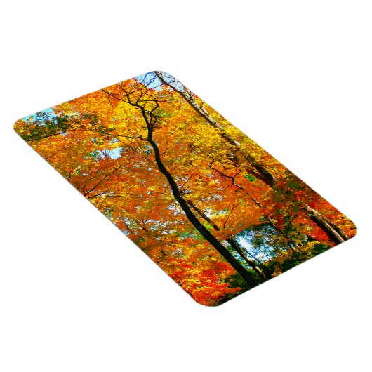 Herfst gebladerte in het park magneet (Rechterzijde)