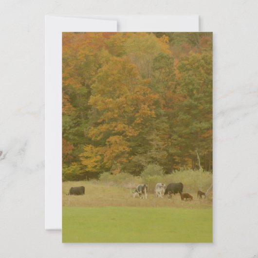 Herfst gebladerte Koeien in weiland Natuur Kaart (Achterkant)