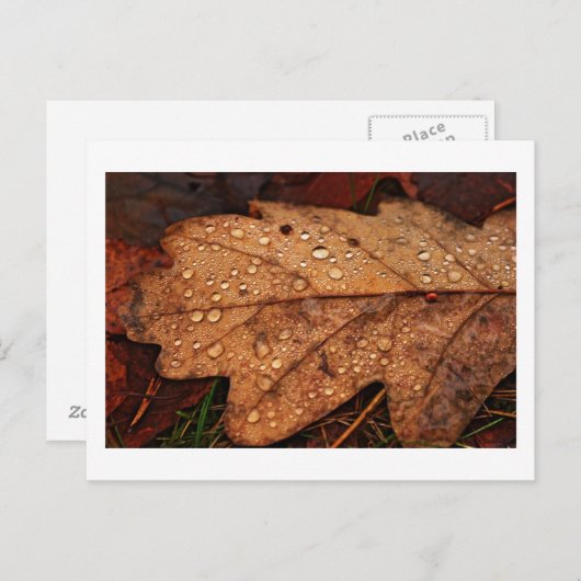 Herfst geel blad briefkaart (Voorkant / Achterkant)