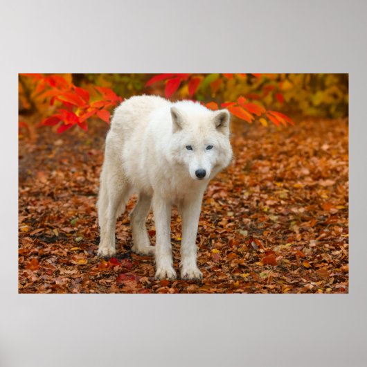 Herfst Geest Wolf Poster (Voorkant)