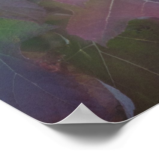 Herfst gekleurd eikleder Hydrangea Poster (Hoek)