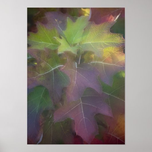 Herfst gekleurd eikleder Hydrangea Poster (Voorkant)