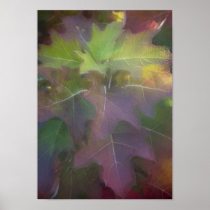 Herfst gekleurd eikleder Hydrangea Poster