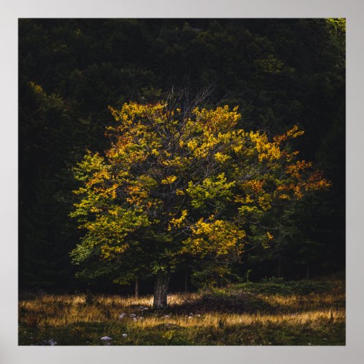 Herfst gekleurde boom poster (Voorkant)
