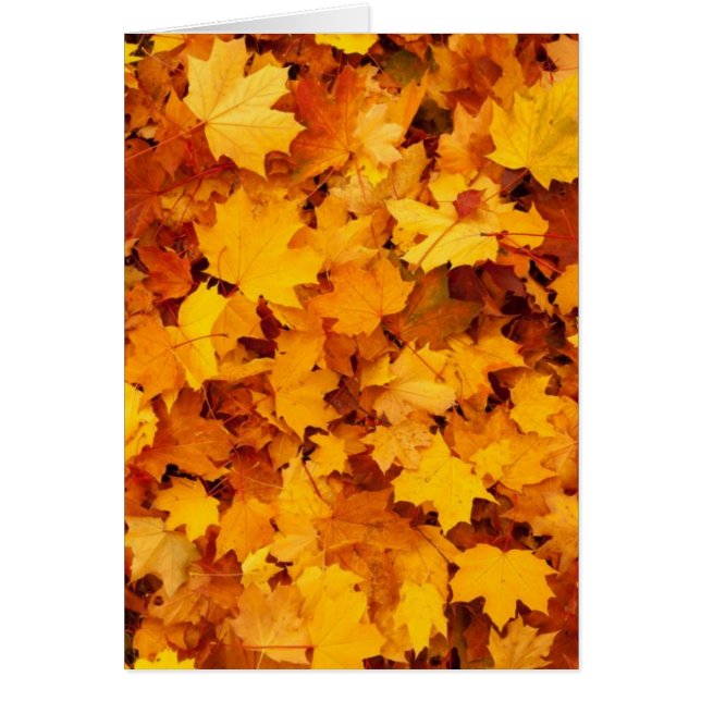 Herfst Gele Esdoornbladeren (Voorkant)