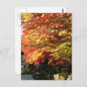 Herfst gevoerde straat, Nikko, Japan Briefkaart (Voorkant / Achterkant)