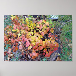 Herfst-gifivoren Poster