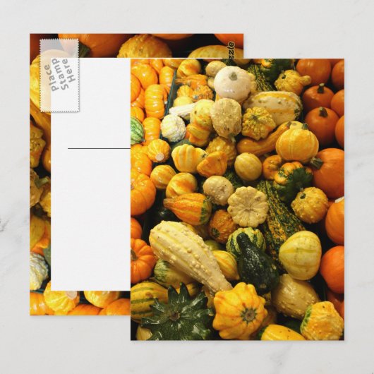 Herfst Gourds Briefkaart (Voorkant / Achterkant)