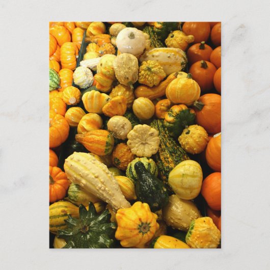 Herfst Gourds Briefkaart (Voorkant)