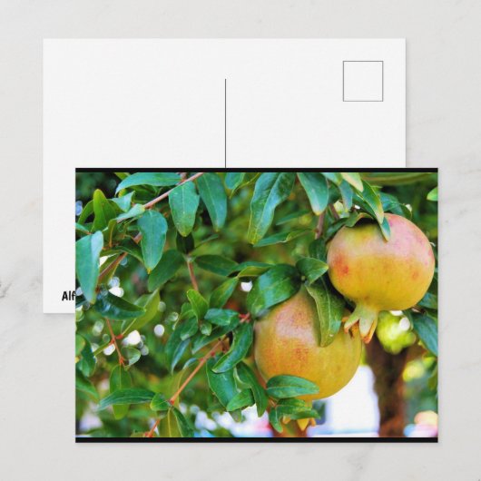 Herfst Granaatappels Briefkaart (Voorkant / Achterkant)