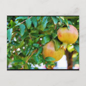 Herfst Granaatappels Briefkaart (Voorkant)