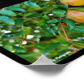 Herfst Granaatappels Poster (Hoek)