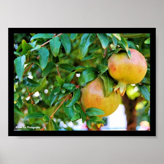 Herfst Granaatappels Poster (Voorkant)