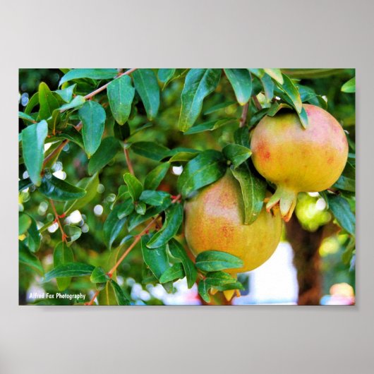 Herfst Granaatappels Poster (Voorkant)