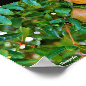 Herfst Granaatappels Poster (Hoek)