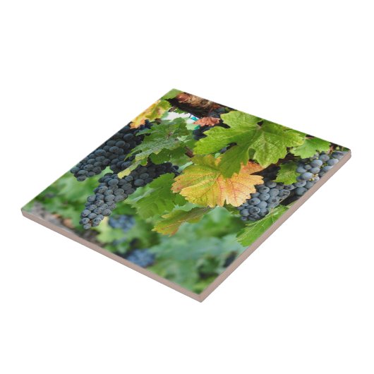 Herfst Grape Vines ~ Napa Valley Tegeltje (Zijkant)