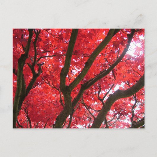 Herfst, herfst, bladeren briefkaart (Voorkant)