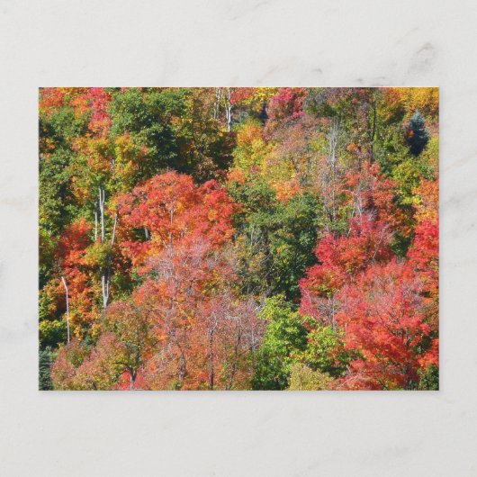Herfst Hillside Colorful Autumn Natuur Briefkaart (Voorkant)