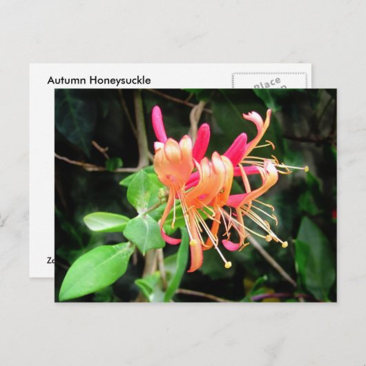 Herfst Honeysuckle ~ briefkaart (Voorkant / Achterkant)