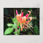 Herfst Honeysuckle ~ briefkaart (Voorkant)