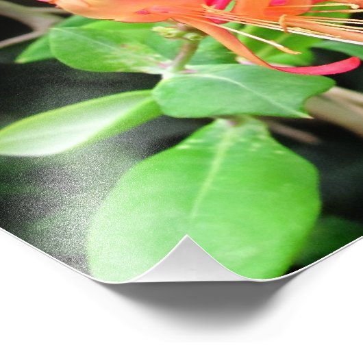 Herfst Honeysuckle ~ Foto Foto Afdruk (Hoek)