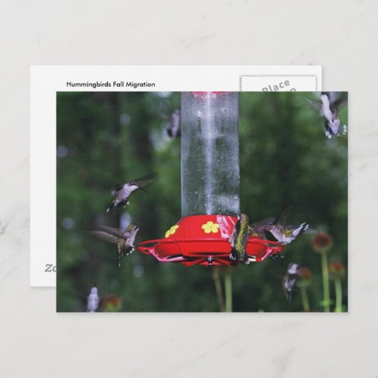 Herfst Hummingbird Migration Briefkaart (Voorkant / Achterkant)