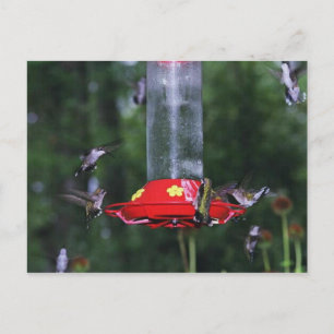 Herfst Hummingbird Migration Briefkaart