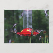 Herfst Hummingbird Migration Briefkaart (Voorkant)