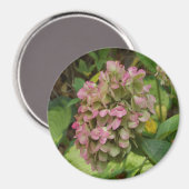 Herfst Hydrangea Bloei met Gouden Hosta Bladeren Magneet (Voorkant / Achterkant)