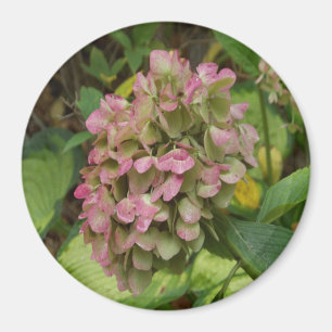 Herfst Hydrangea Bloei met Gouden Hosta Bladeren Magneet