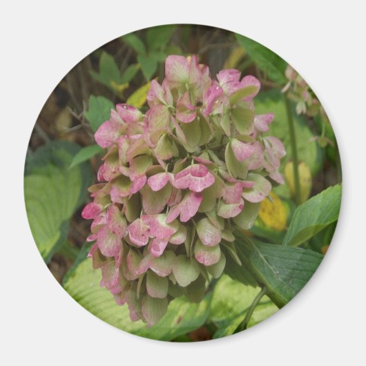 Herfst Hydrangea Bloei met Gouden Hosta Bladeren Magneet (Voorkant)