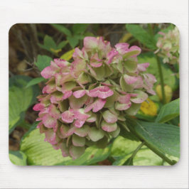 Herfst Hydrangea Bloei met Gouden Hosta Bladeren Muismat
