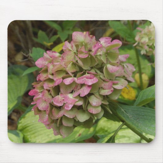 Herfst Hydrangea Bloei met Gouden Hosta Bladeren Muismat (Voorkant)