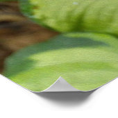 Herfst Hydrangea Bloom met Golden Hosta Leaves Poster (Hoek)