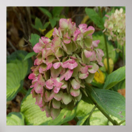 Herfst Hydrangea Bloom met Golden Hosta Leaves Poster