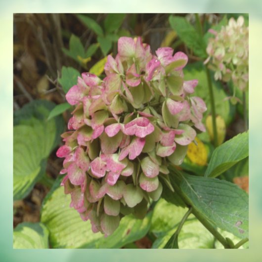 Herfst Hydrangea Bloom met Golden Hosta Leaves Raamsticker (Vel 3)