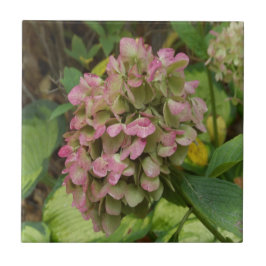 Herfst Hydrangea Bloom met Golden Hosta Leaves Tegeltje