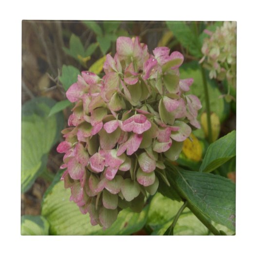 Herfst Hydrangea Bloom met Golden Hosta Leaves Tegeltje (Voorkant)
