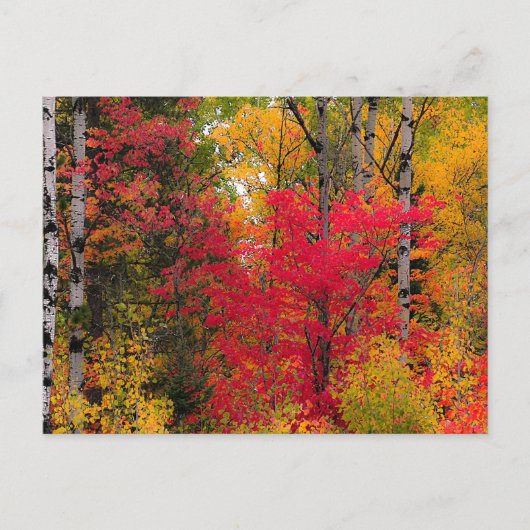 Herfst in Canada. Feestdagenkaart (Voorkant)