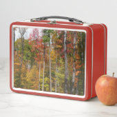 Herfst in de Forest Colorful Autumn Photography (In situ)