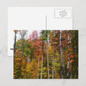 Herfst in de Forest Colorful Autumn Photography Briefkaart (Voorkant / Achterkant)