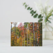 Herfst in de Forest Colorful Autumn Photography Briefkaart (Staand voorkant)