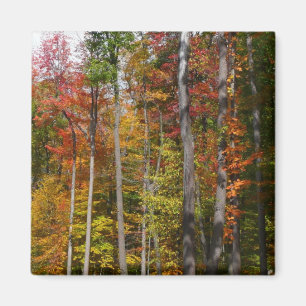 Herfst in de Forest Colorful Autumn Photography Magneet