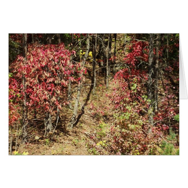 Herfst in de Smokies (Voorkant Horizontaal)