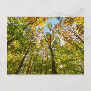 Herfst in een bos in Amesbury, Massachusetts Briefkaart