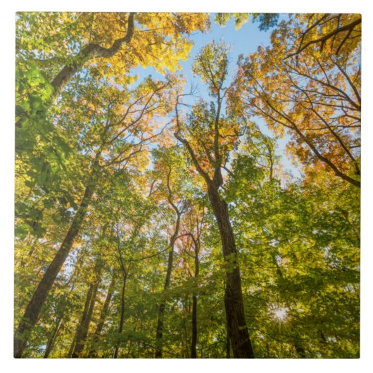 Herfst in een bos in Amesbury, Massachusetts Tegeltje (Voorkant)