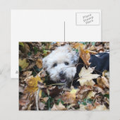 Herfst in herfst briefkaart (Voorkant / Achterkant)