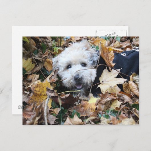 Herfst in herfst briefkaart (Voorkant / Achterkant)