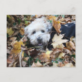 Herfst in herfst briefkaart (Voorkant)